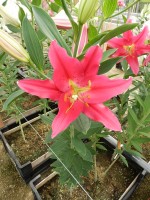 [4333 Viviana TL VZ No02.JPG]